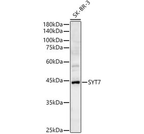 Western Blot - Anti-Synaptotagmin VII Antibody (A89889) - Antibodies.com