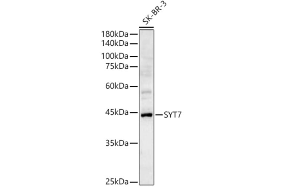 Western Blot - Anti-Synaptotagmin VII Antibody (A89889) - Antibodies.com
