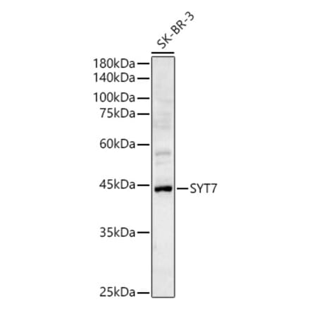 Western Blot - Anti-Synaptotagmin VII Antibody (A89889) - Antibodies.com