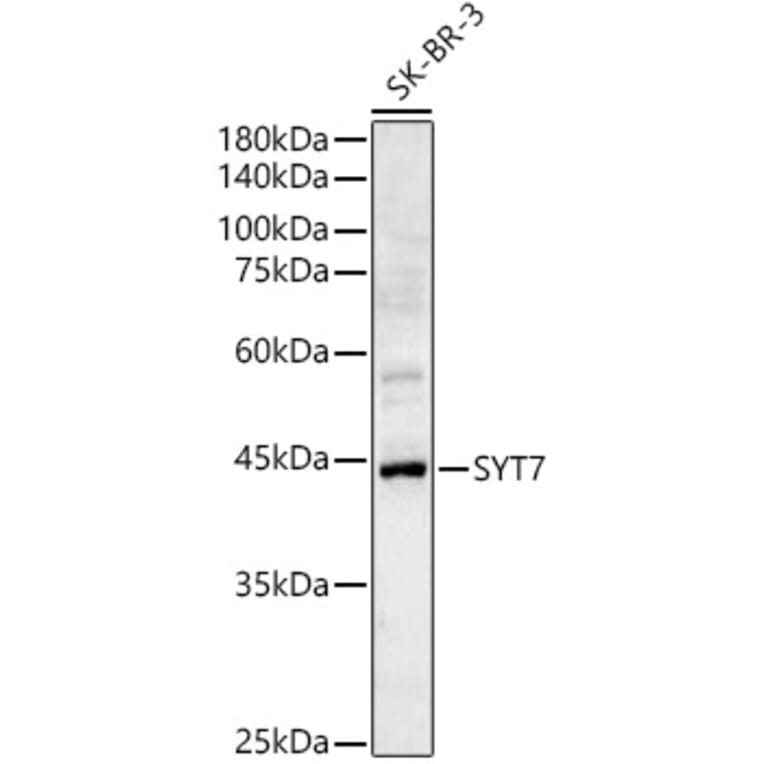 Western Blot - Anti-Synaptotagmin VII Antibody (A89889) - Antibodies.com
