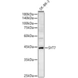 Western Blot - Anti-Synaptotagmin VII Antibody (A89889) - Antibodies.com