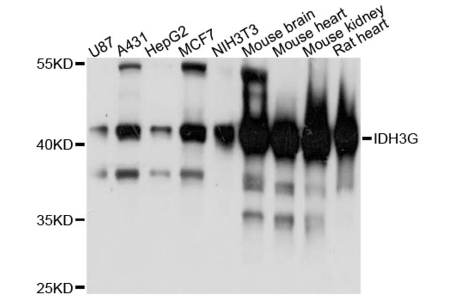 Western Blot - Anti-IDH3G Antibody (A13745) - Antibodies.com
