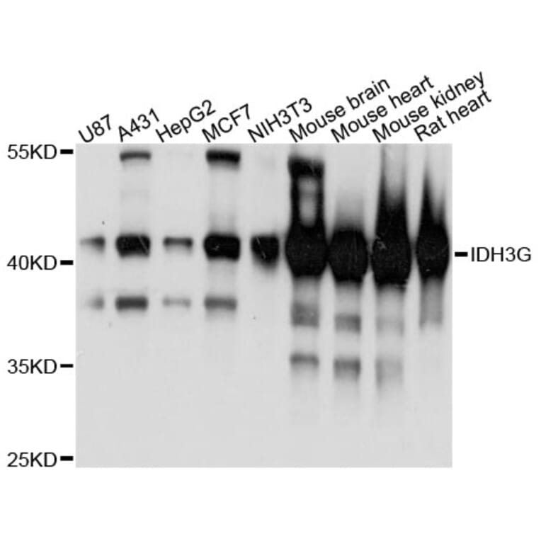 Western Blot - Anti-IDH3G Antibody (A13745) - Antibodies.com