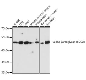 Western Blot - Anti-alpha Sarcoglycan Antibody (A89891) - Antibodies.com