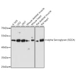 Western Blot - Anti-alpha Sarcoglycan Antibody (A89891) - Antibodies.com