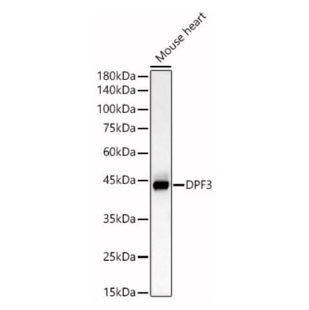 Western Blot - Anti-DPF3 Antibody (A89892) - Antibodies.com