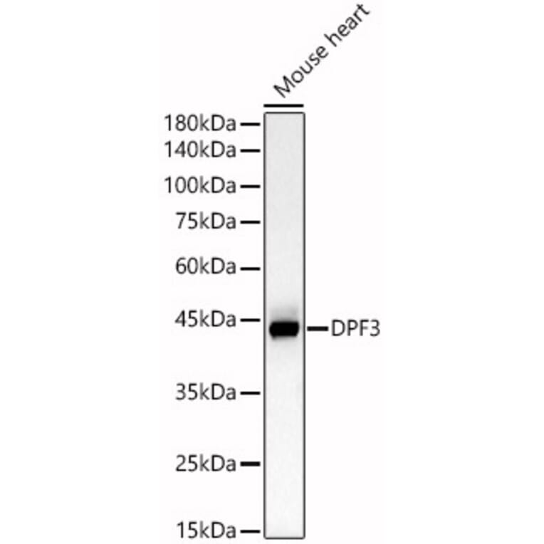 Western Blot - Anti-DPF3 Antibody (A89892) - Antibodies.com