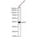 Western Blot - Anti-DPF3 Antibody (A89892) - Antibodies.com