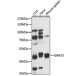 Western Blot - Anti-GNA15 Antibody (A89893) - Antibodies.com