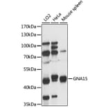 Western Blot - Anti-GNA15 Antibody (A89893) - Antibodies.com