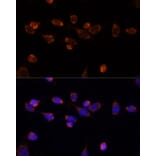 Immunofluorescence - Anti-PDHA1 Antibody (A89894) - Antibodies.com