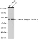 Western Blot - Anti-Dopamine Receptor D3/DRD3 Antibody (A89896) - Antibodies.com