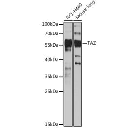 Western Blot - Anti-TAZ Antibody (A89897) - Antibodies.com