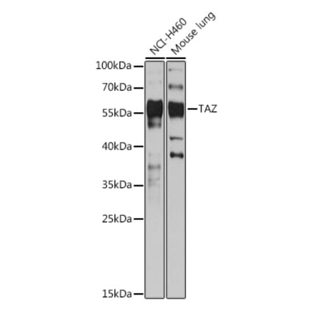 Western Blot - Anti-TAZ Antibody (A89897) - Antibodies.com