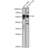 Western Blot - Anti-TAZ Antibody (A89897) - Antibodies.com