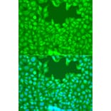 Immunofluorescence - Anti-TAZ Antibody (A89897) - Antibodies.com