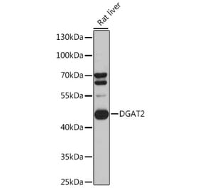 Western Blot - Anti-DGAT2 Antibody (A89902) - Antibodies.com