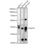 Western Blot - Anti-DGAT2 Antibody (A89902) - Antibodies.com