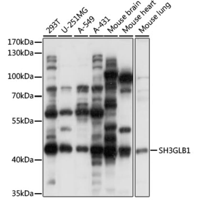 Western Blot - Anti-SH3GLB1 Antibody (A15158) - Antibodies.com