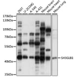 Western Blot - Anti-SH3GLB1 Antibody (A15158) - Antibodies.com