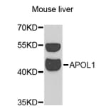 Western Blot - Anti-APOL1 Antibody (A13376) - Antibodies.com
