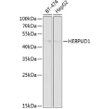 Western Blot - Anti-HERPUD1 Antibody (A89908) - Antibodies.com