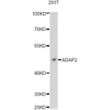 Western Blot - Anti-ADAP2 Antibody (A13739) - Antibodies.com