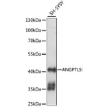 Western Blot - Anti-ANGPTL5 Antibody (A89911) - Antibodies.com