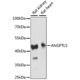Western Blot - Anti-ANGPTL5 Antibody (A89912) - Antibodies.com