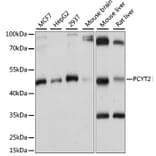 Western Blot - Anti-PCYT2 Antibody (A89913) - Antibodies.com
