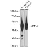 Western Blot - Anti-MAT1A Antibody (A89914) - Antibodies.com