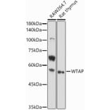 Western Blot - Anti-WTAP Antibody (A89915) - Antibodies.com