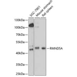 Western Blot - Anti-RMND5A Antibody (A89919) - Antibodies.com