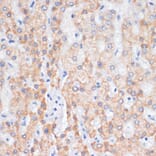 Immunohistochemistry - Anti-Amphiregulin Antibody (A89920) - Antibodies.com
