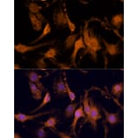 Immunofluorescence - Anti-Amphiregulin Antibody (A89920) - Antibodies.com