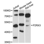 Western Blot - Anti-P2RX3 Antibody (A12924) - Antibodies.com
