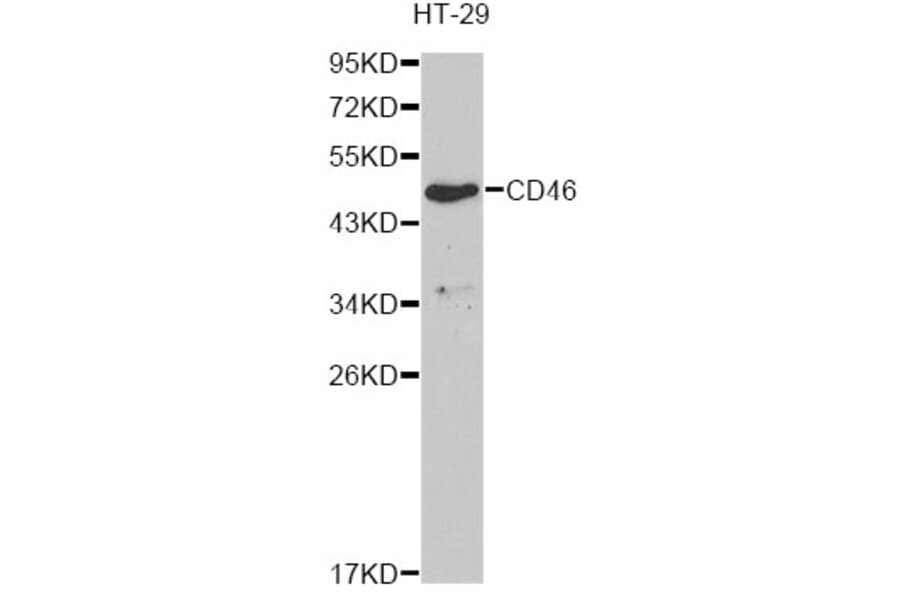 Western Blot - Anti-CD46 Antibody (A13515) - Antibodies.com