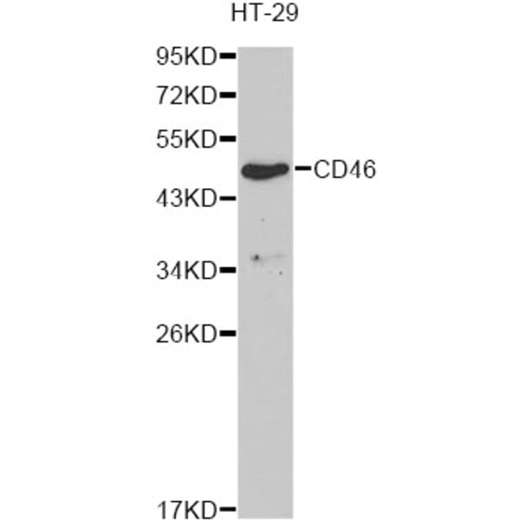 Western Blot - Anti-CD46 Antibody (A13515) - Antibodies.com