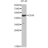 Western Blot - Anti-CD46 Antibody (A13515) - Antibodies.com