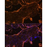 Immunofluorescence - Anti-BRCC45/BRE Antibody (A89928) - Antibodies.com