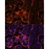Immunofluorescence - Anti-BRCC45/BRE Antibody (A89928) - Antibodies.com
