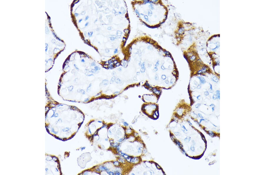 Immunohistochemistry - Anti-Casein Kinase 1 alpha Antibody (A89930) - Antibodies.com