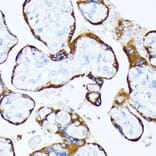 Immunohistochemistry - Anti-Casein Kinase 1 alpha Antibody (A89930) - Antibodies.com