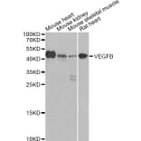 Western Blot - Anti-VEGFB Antibody (A0544) - Antibodies.com