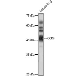 Western Blot - Anti-CCR7 Antibody (A89932) - Antibodies.com