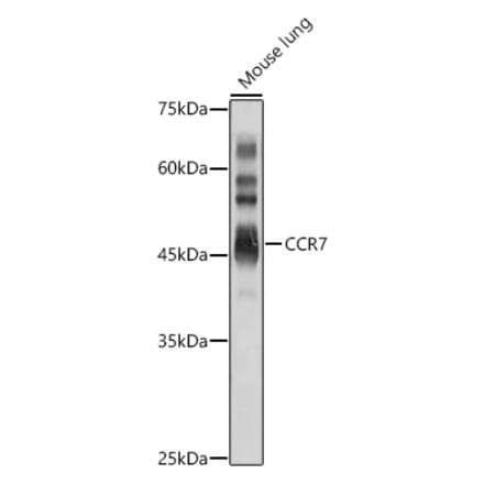 Western Blot - Anti-CCR7 Antibody (A89932) - Antibodies.com