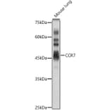 Western Blot - Anti-CCR7 Antibody (A89932) - Antibodies.com