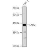 Western Blot - Anti-Cannabinoid Receptor II Antibody (A89933) - Antibodies.com