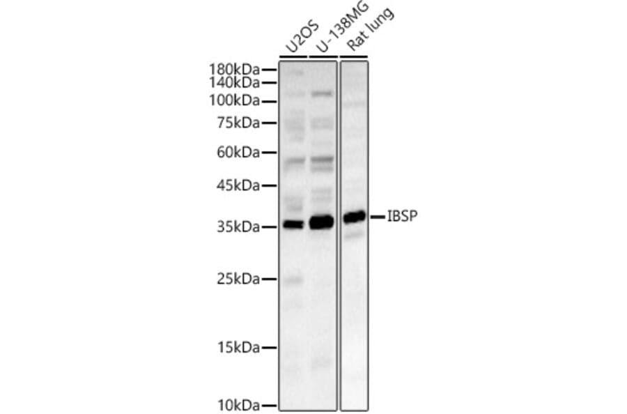 Western Blot - Anti-Bone Sialoprotein Antibody (A89935) - Antibodies.com
