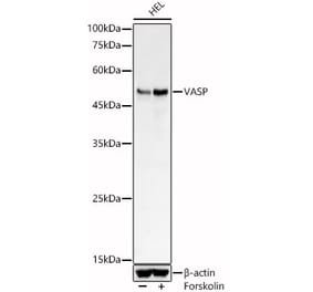 Western Blot - Anti-VASP Antibody (A89936) - Antibodies.com